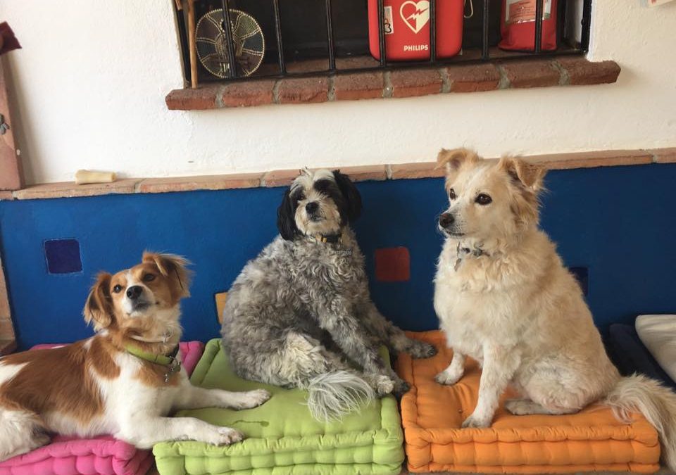 Si va a comprar una casa en Andalucía y quiere traer su mascota……