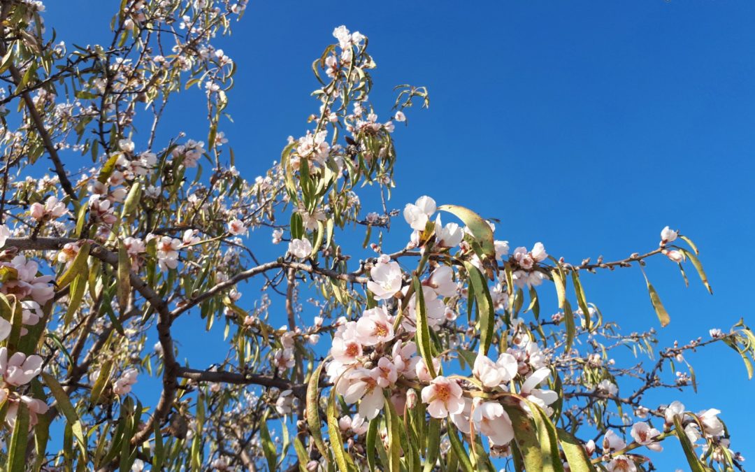 Almendro en flor – Floración de los Almendros